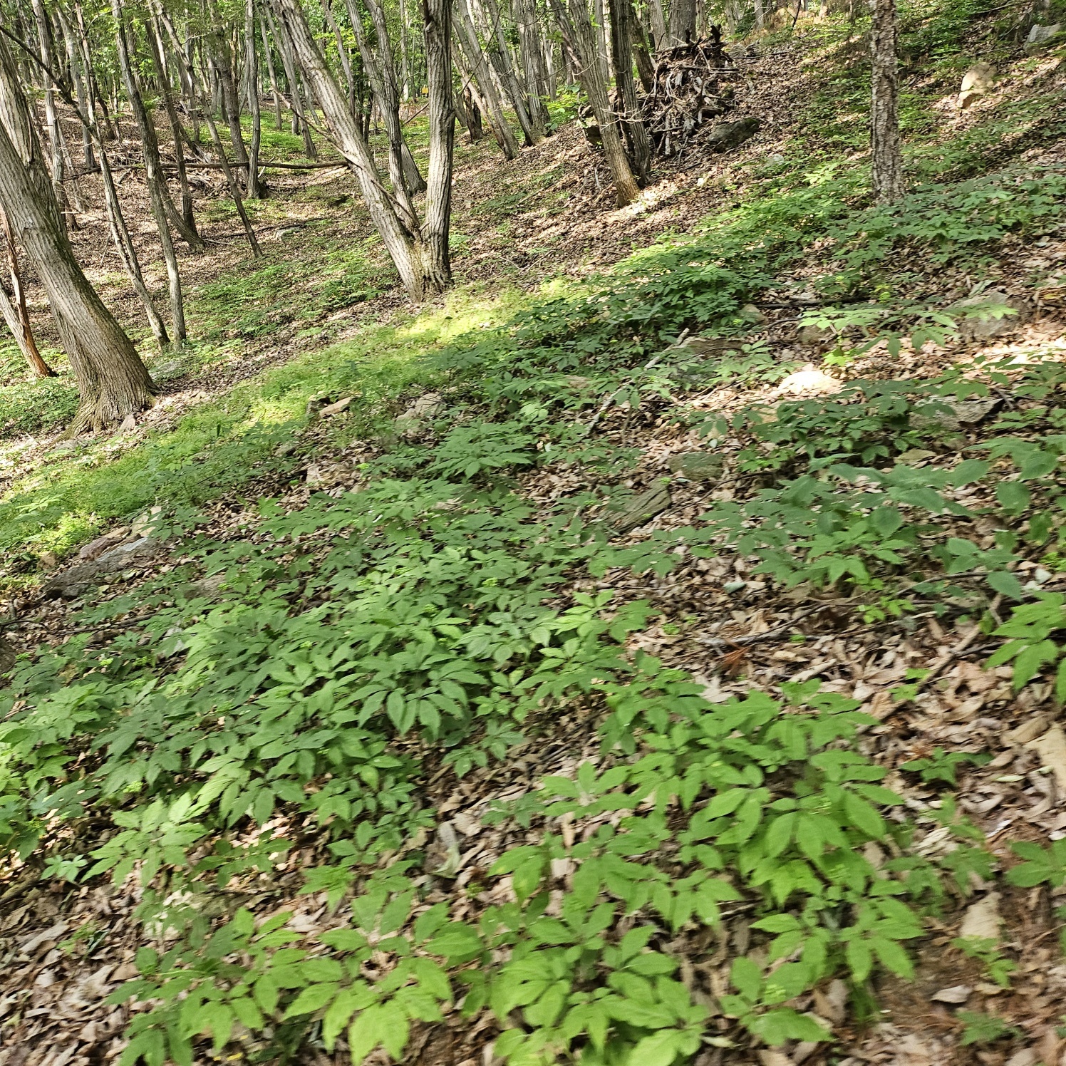 산양삼이 자라는 재배지